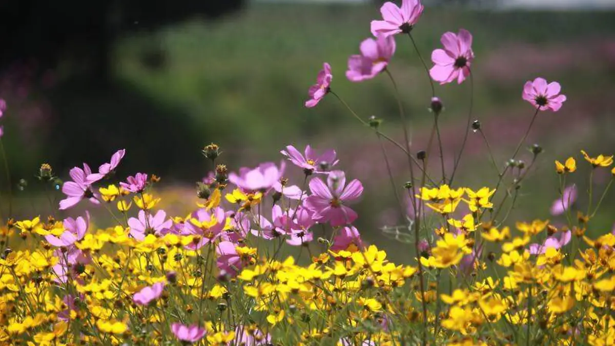 flores silvestres